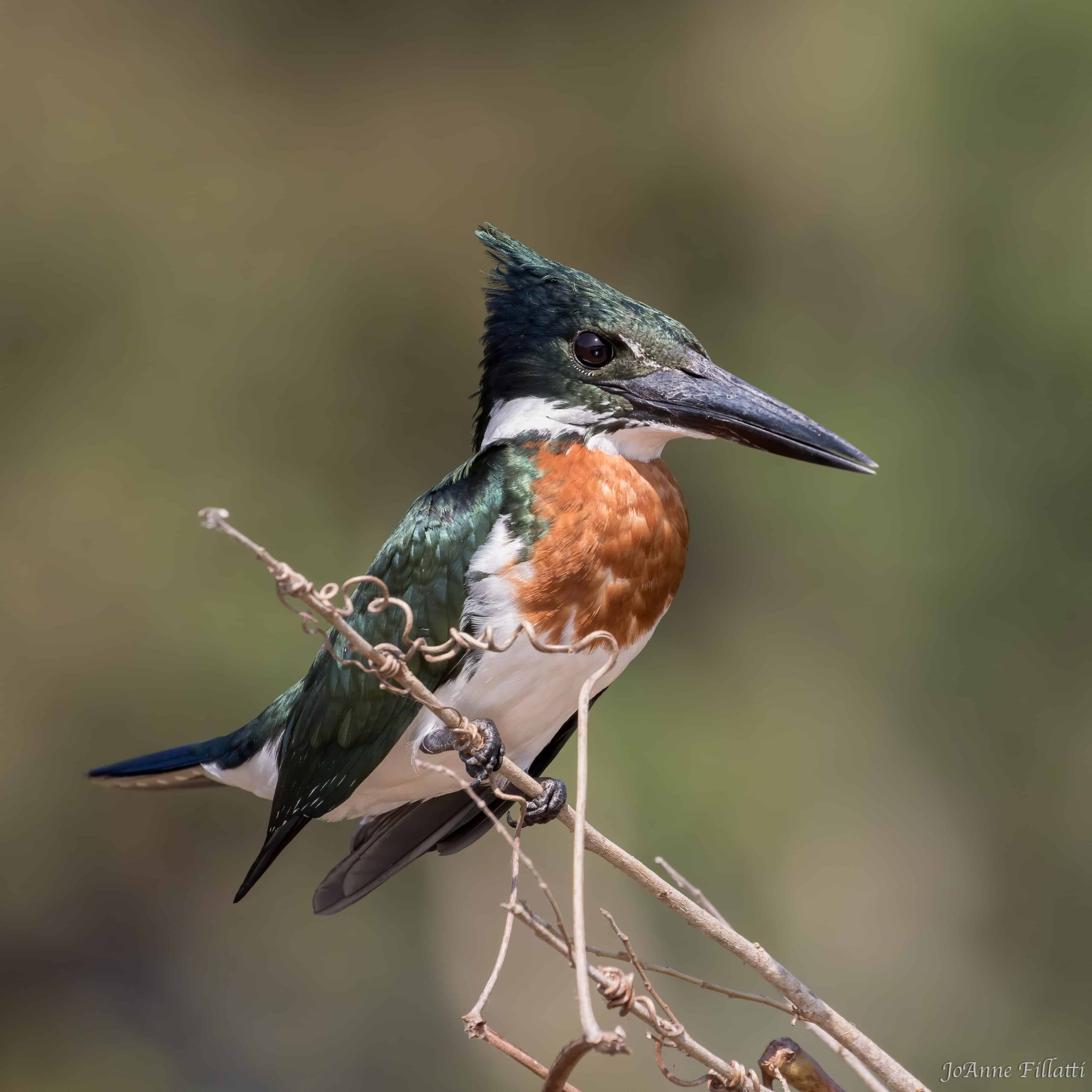 bird of brazil image 25